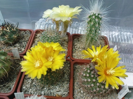 Коллекция Павла Климанова  (Феодосия)