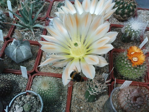 Коллекция Павла Климанова  (Феодосия)