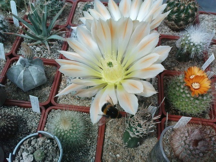 Коллекция Павла Климанова  (Феодосия)