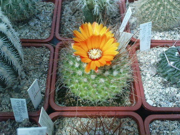 Коллекция Павла Климанова  (Феодосия)