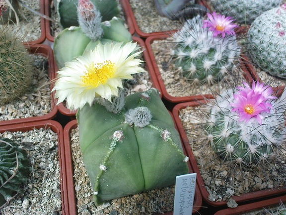 Коллекция Павла Климанова  (Феодосия)