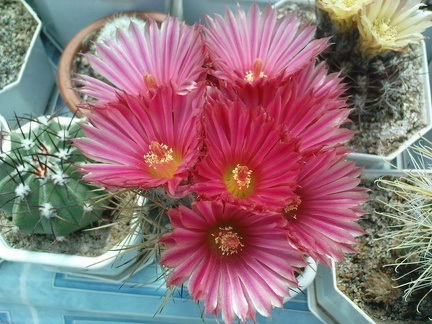 Коллекция Павла Климанова  (Феодосия)