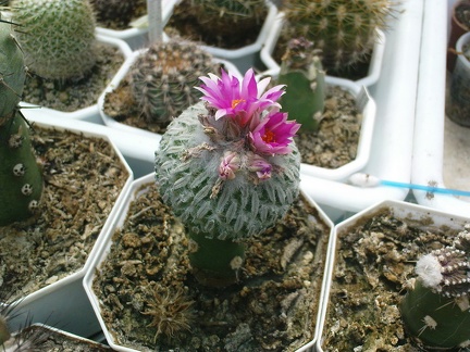 Коллекция Павла Климанова  (Феодосия)