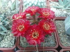 Коллекция Павла Климанова  (Феодосия)