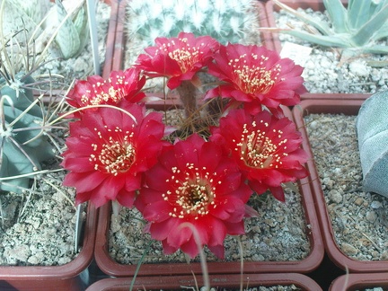 Коллекция Павла Климанова  (Феодосия)