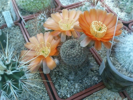 Коллекция Павла Климанова  (Феодосия)