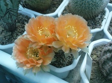 Коллекция Павла Климанова  (Феодосия)