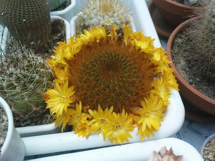 Коллекция Павла Климанова  (Феодосия)