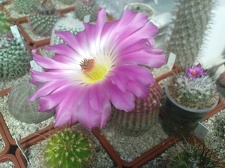 Коллекция Павла Климанова  (Феодосия)