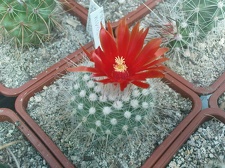 Коллекция Павла Климанова  (Феодосия)