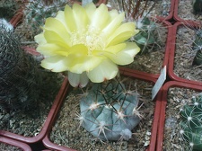 Коллекция Павла Климанова  (Феодосия)