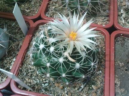 Коллекция Павла Климанова  (Феодосия)