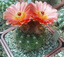 Коллекция Павла Климанова  (Феодосия)