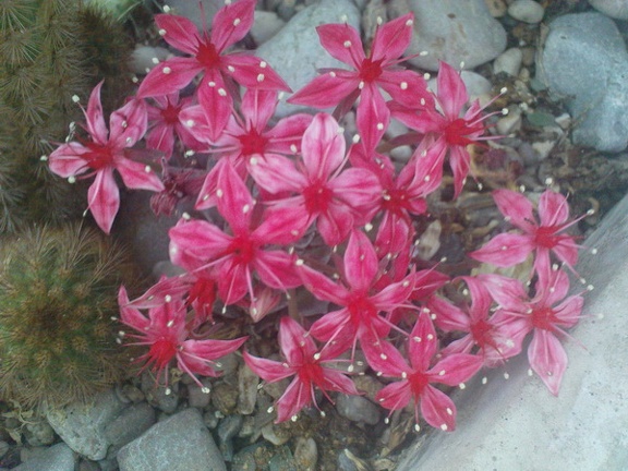 Коллекция Павла Климанова  (Феодосия)