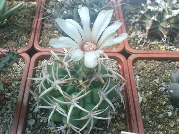 Коллекция Павла Климанова  (Феодосия)