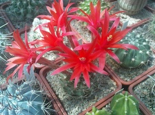 Коллекция Павла Климанова  (Феодосия)