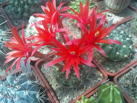 Коллекция Павла Климанова  (Феодосия)