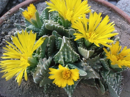 Коллекция Павла Климанова  (Феодосия)