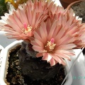 DSC00702.jpg
