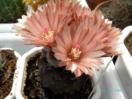 Коллекция Павла Климанова  (Феодосия)