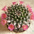 DSC00703.jpg