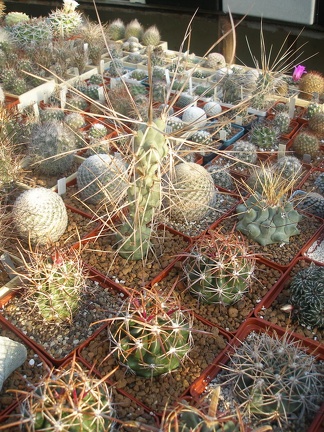 Коллекция Игоря Лавровского  (Киев)