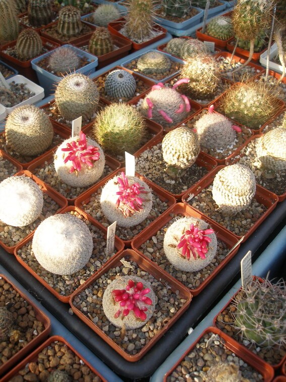 Коллекция Игоря Лавровского  (Киев)