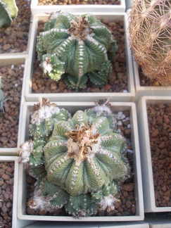 Коллекция Игоря Лавровского  (Киев)