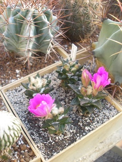 Коллекция Игоря Лавровского  (Киев)