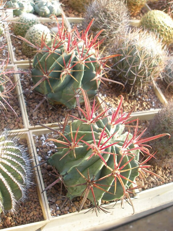 Коллекция Игоря Лавровского  (Киев)