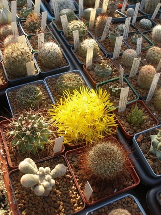 Коллекция Игоря Лавровского  (Киев)