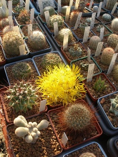 Коллекция Игоря Лавровского  (Киев)