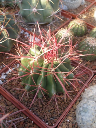 Коллекция Игоря Лавровского  (Киев)