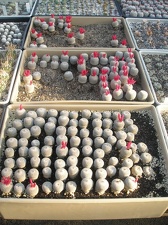 Коллекция Игоря Лавровского  (Киев)