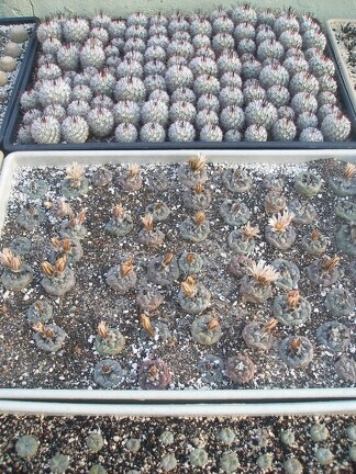 Коллекция Игоря Лавровского  (Киев)