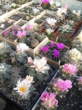 Коллекция Игоря Лавровского (Киев)