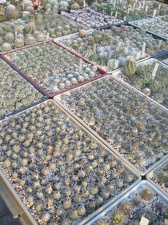 Коллекция Игоря Лавровского (Киев)