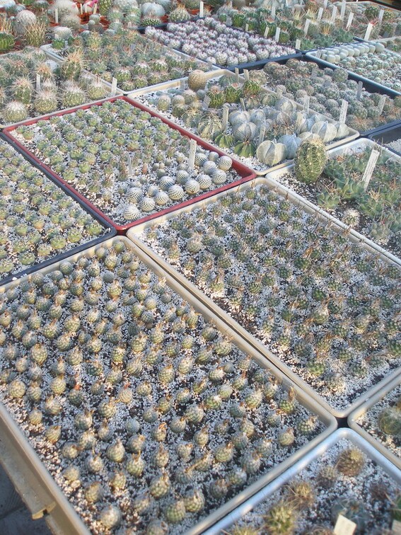 Коллекция Игоря Лавровского (Киев)