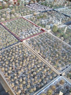 Коллекция Игоря Лавровского (Киев)