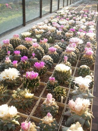 Коллекция Игоря Лавровского (Киев)