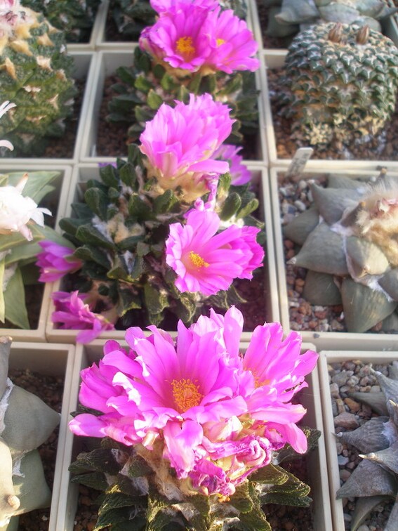 Коллекция Игоря Лавровского (Киев)