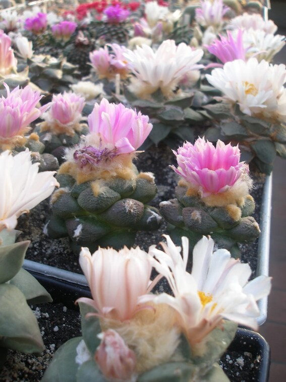 Коллекция Игоря Лавровского (Киев)