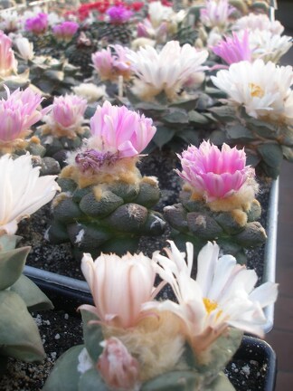 Коллекция Игоря Лавровского (Киев)