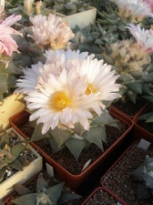 Коллекция Игоря Лавровского (Киев)