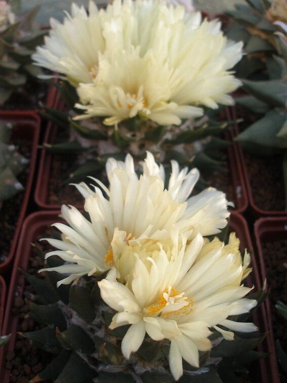 Коллекция Игоря Лавровского (Киев)