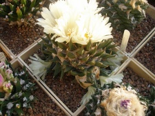 Коллекция Игоря Лавровского (Киев)