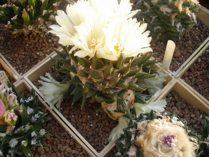 Коллекция Игоря Лавровского (Киев)