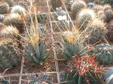 Коллекция Игоря Лавровского (Киев)