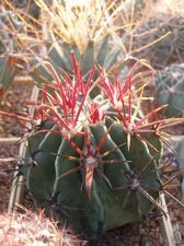 Коллекция Игоря Лавровского (Киев)