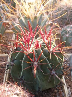 Коллекция Игоря Лавровского (Киев)